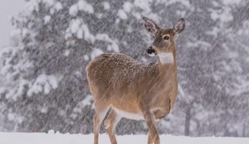 stillness in the snow